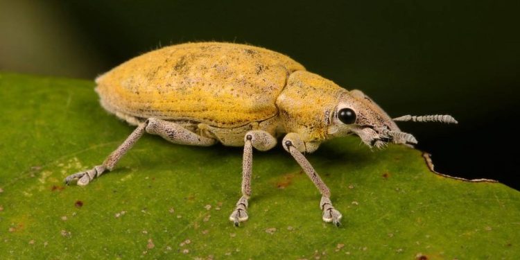 Sâu bệnh hại cây ăn quả thường gặp và cách xử lý hiệu quả