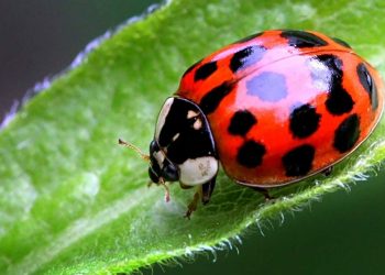 Sâu bệnh hại cây trồng có những loại nào? Dấu hiệu nhận biết