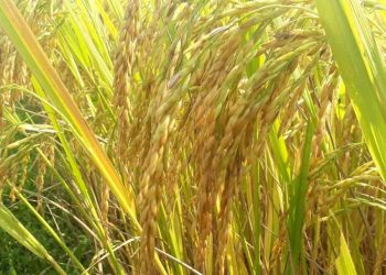 Sâu bệnh hại lúa có những cách phòng trừ như thế nào?