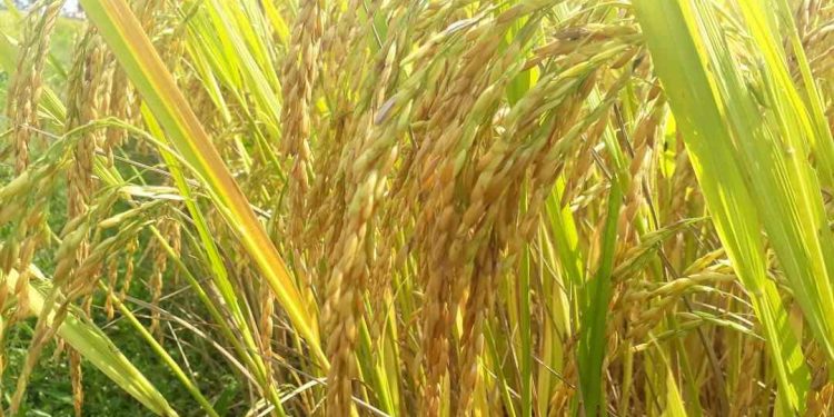 Sâu bệnh hại lúa có những cách phòng trừ như thế nào?