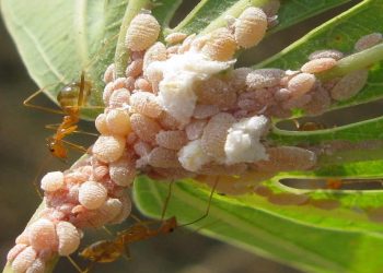 Sâu bệnh hại trên cây ngô có những loại nào? Cách xử lý?