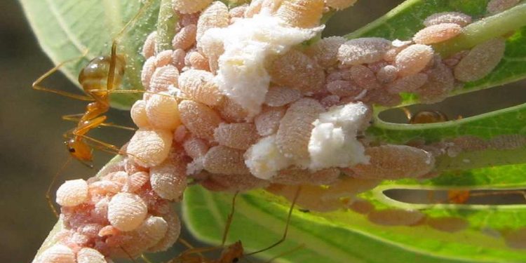 Sâu bệnh hại trên cây ngô có những loại nào? Cách xử lý?