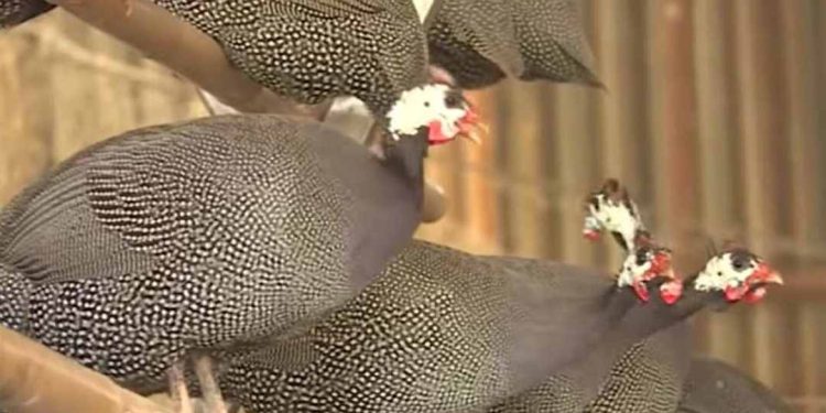 Địa chỉ mua gà sao thuần chủng chuẩn nhất, chất lượng tại miền Nam