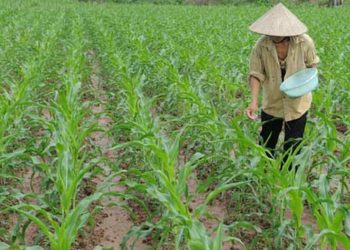 Cách chăm sóc cây ngô hiệu quả