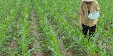 Cách chăm sóc cây ngô hiệu quả