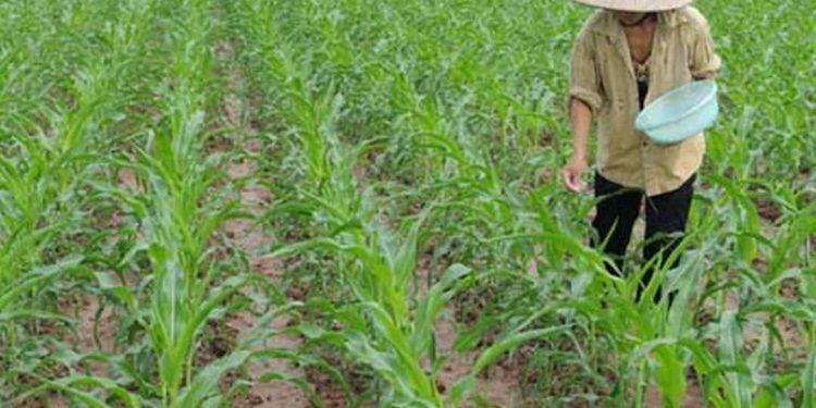 Cách chăm sóc cây ngô hiệu quả