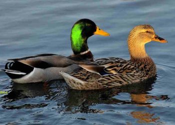 các loài vịt phổ biến