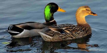 các loài vịt phổ biến