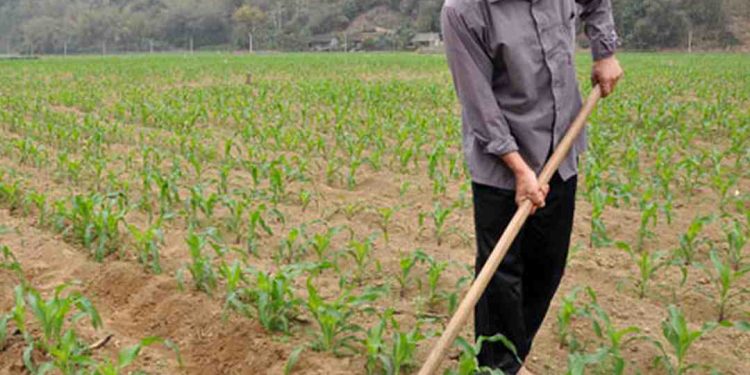 Cách trồng cây ngô hiệu quả và an toàn.