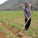 Cách trồng cây ngô hiệu quả và an toàn.
