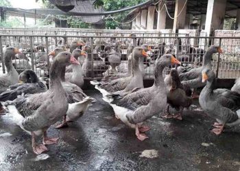 Tại sao cần quan tâm đến chế độ thức ăn cho con ngỗng?