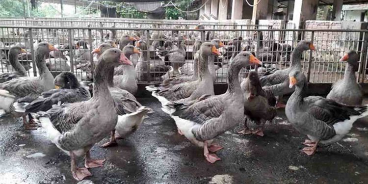 Tại sao cần quan tâm đến chế độ thức ăn cho con ngỗng?