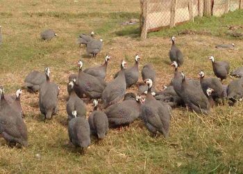 thức ăn cho gà sao gà đẻ, gà lớn