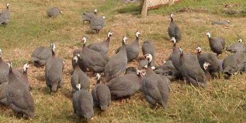 thức ăn cho gà sao gà đẻ, gà lớn