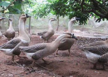 Kỹ thuật nuôi ngỗng