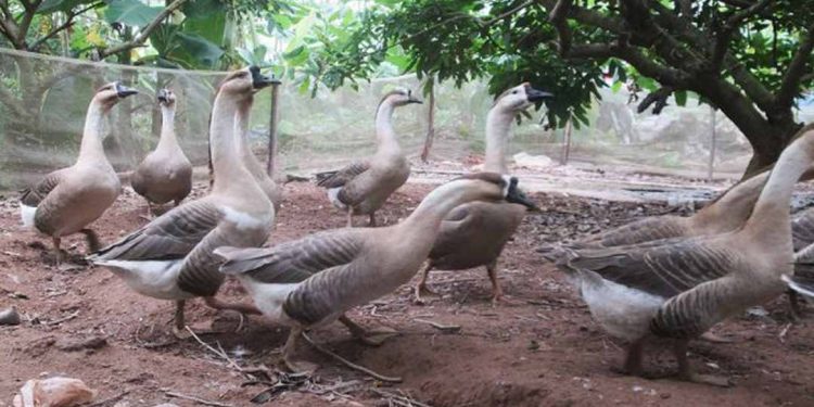 Kỹ thuật nuôi ngỗng