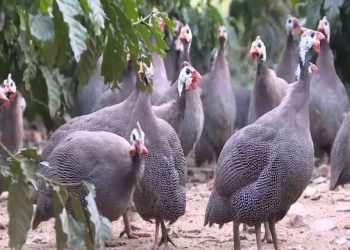 Chuẩn bị đàn gà giống sinh sản