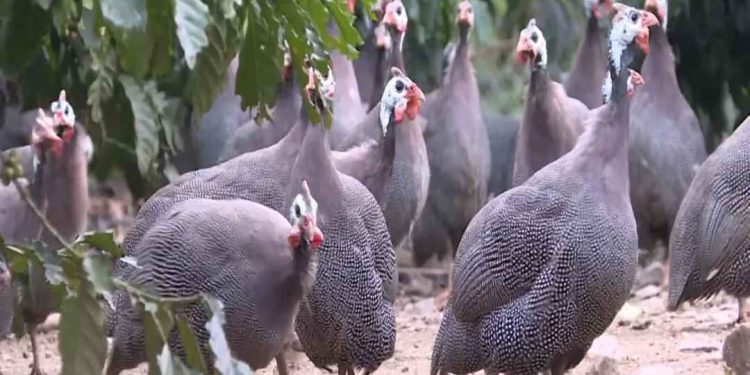 Chuẩn bị đàn gà giống sinh sản