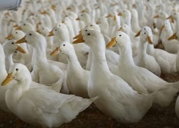 Lý do tại sao nhiều người lựa chọn chăn nuôi vịt lấy thịt