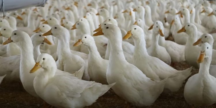 Lý do tại sao nhiều người lựa chọn chăn nuôi vịt lấy thịt