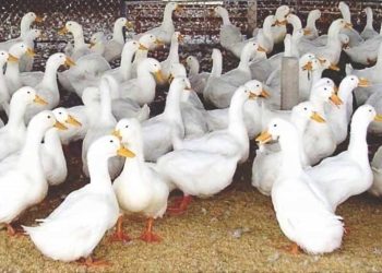 Chuẩn bị cho quá trình chăn nuôi vịt để lấy trứng