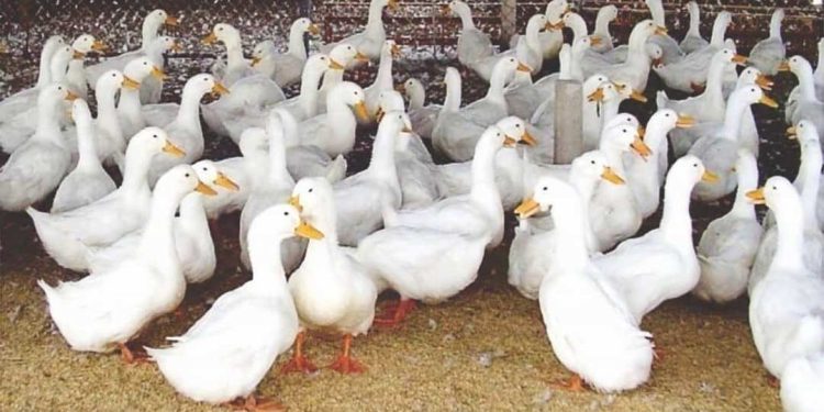 Chuẩn bị cho quá trình chăn nuôi vịt để lấy trứng