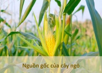Nguồn gốc của Cây Ngô
