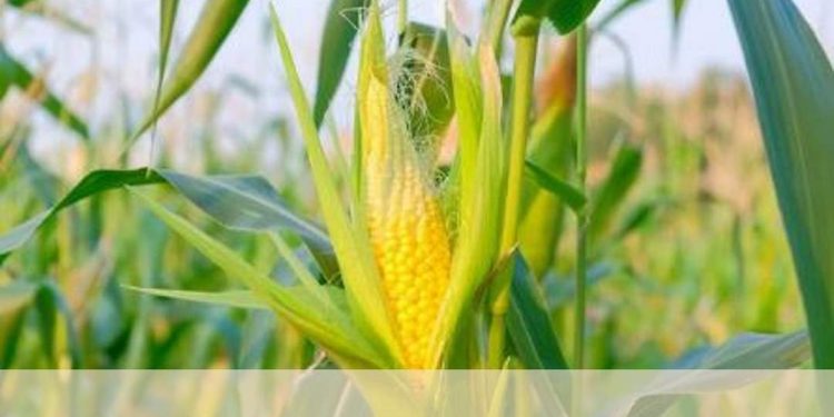 Nguồn gốc của Cây Ngô