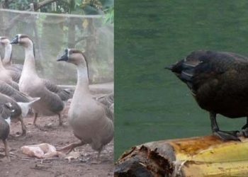 phân biệt con ngỗng và con ngan